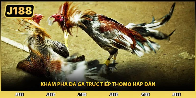 Khám phá đá gà trực tiếp thomo hấp dẫn